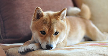 Chien sur un vieux canapé